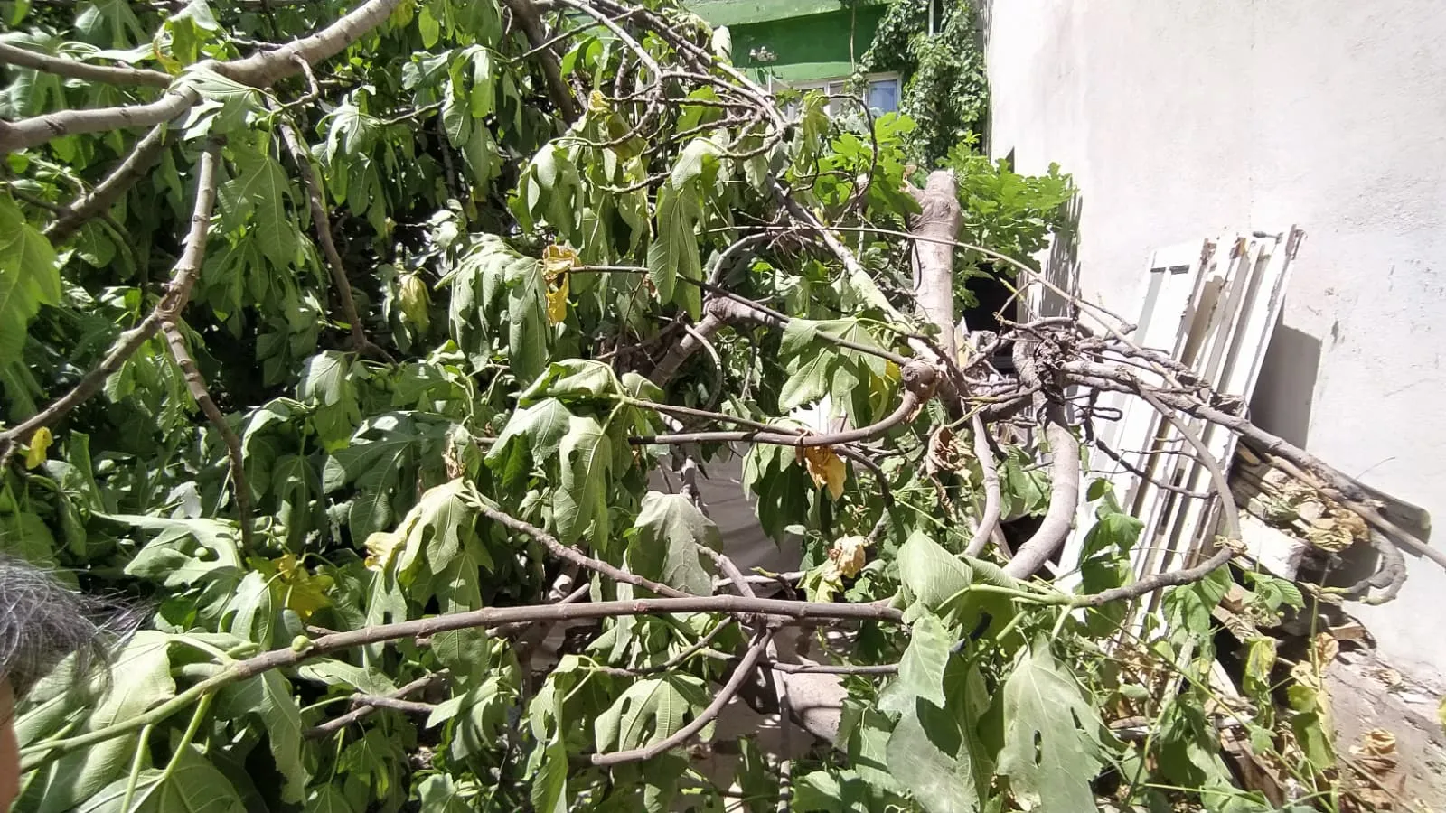Adıyaman'da park halindeki araca devrilen ağaç maddi hasara yol açtı