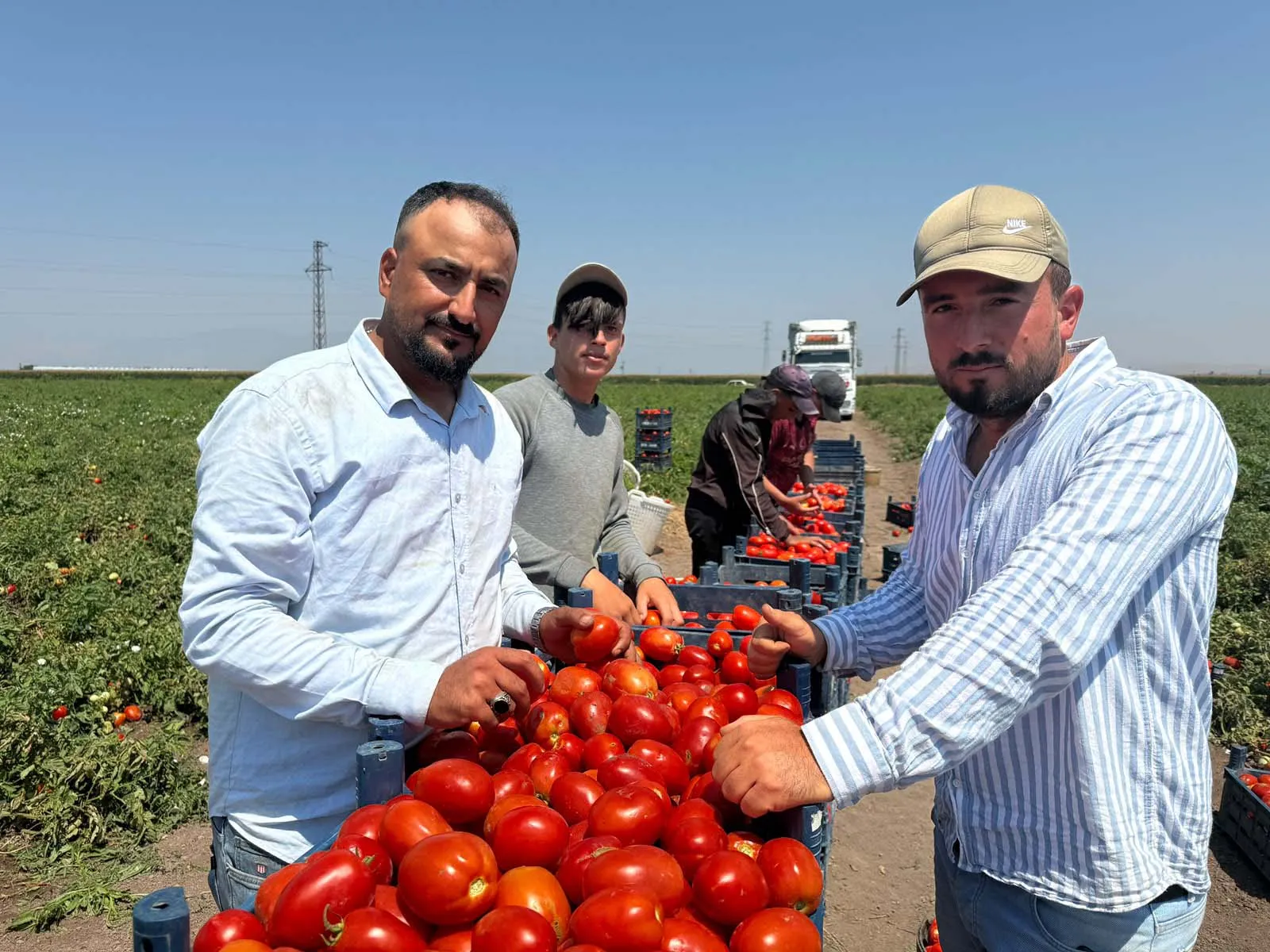 Amik Ovası'nda domates hasadı kavurucu sıcakta başladı