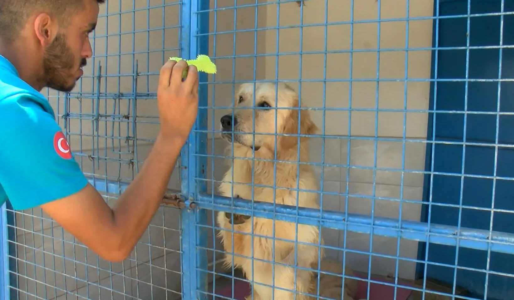 Bursa'da hevesi kaçanlar köpeklerini sokağa terk ediyor