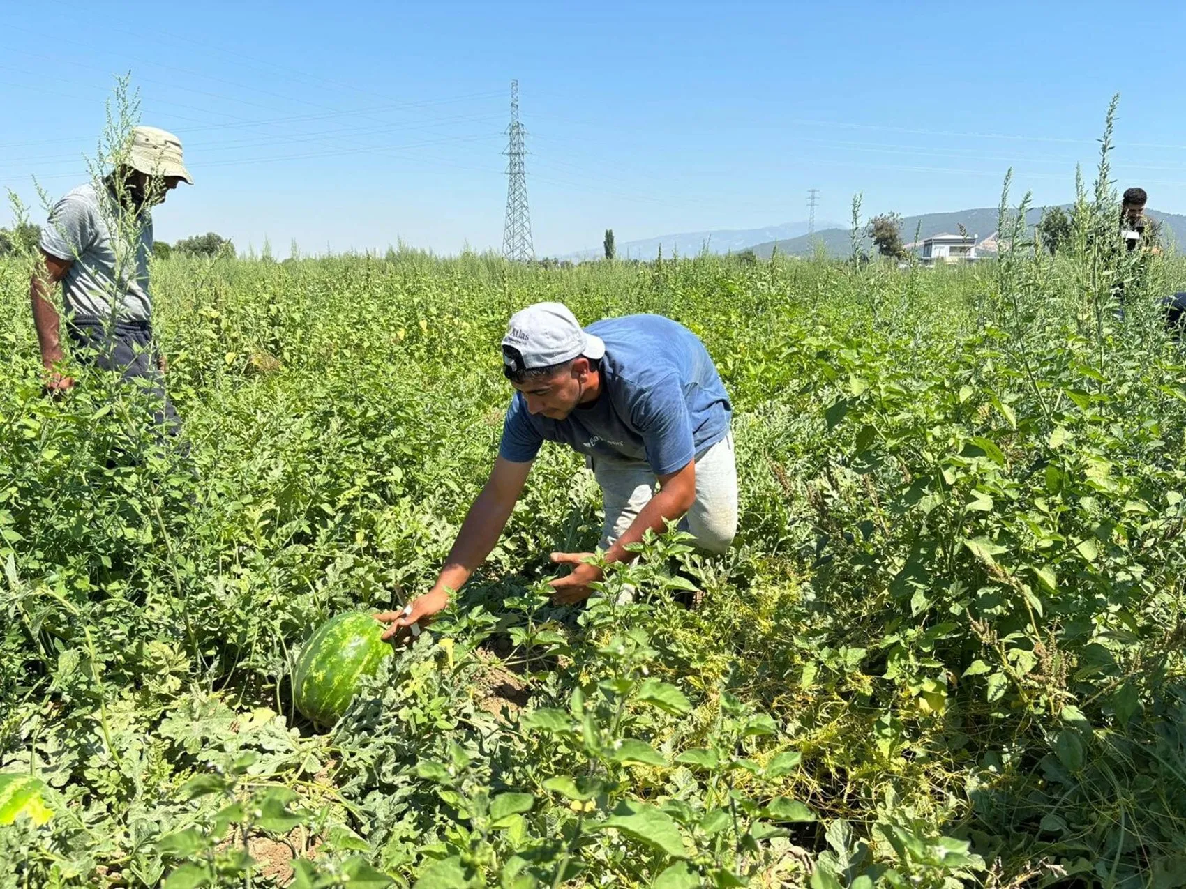 İzmir karpuzunda sezon açıldı
