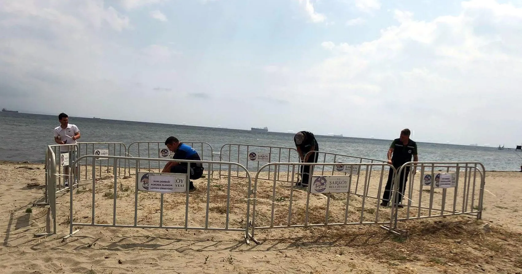 Şarköy sahilinde nadir kum zambakları bulundu
