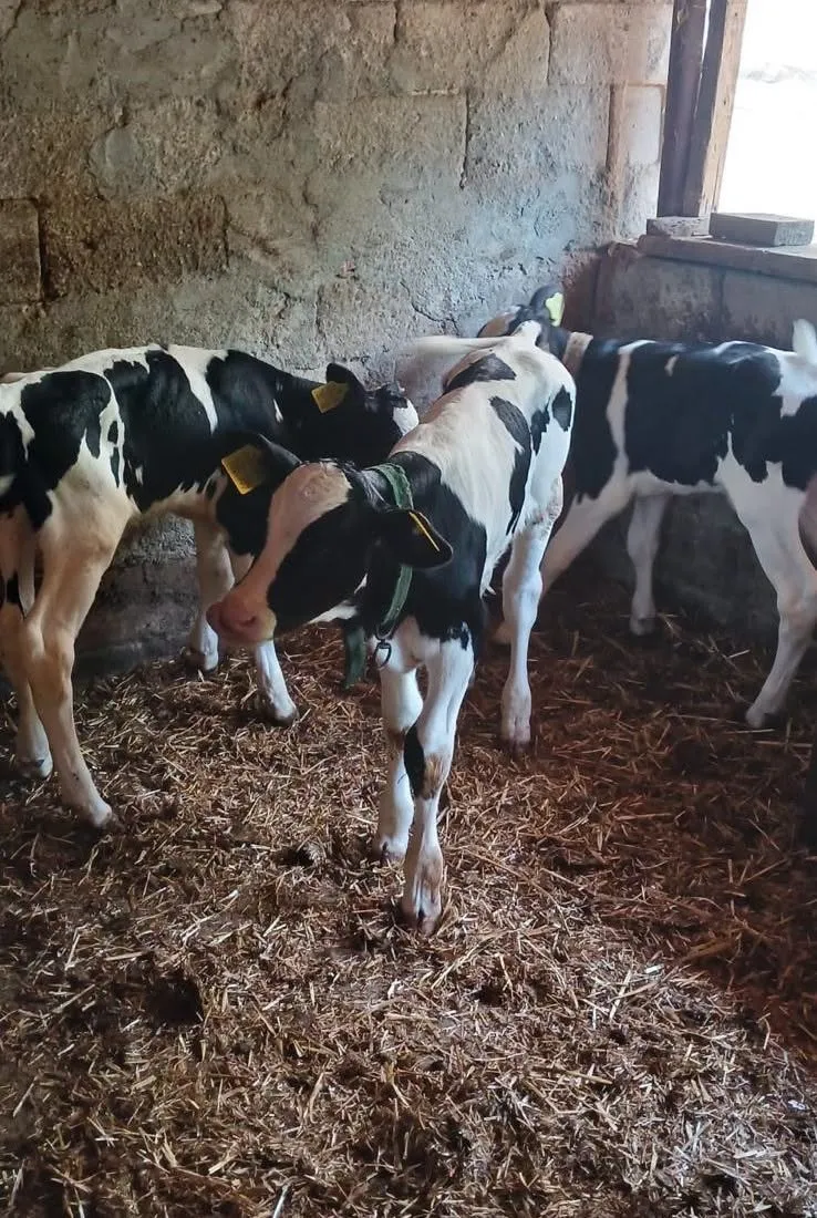 Edirne’de köylünün ineği tek seferde üç buzağı dünyaya getirdi
