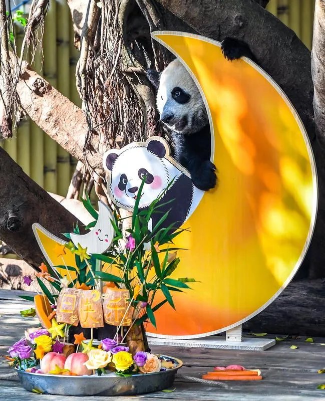 Panda Wang Shu ilk yaşını dev bir pasta ile kutladı