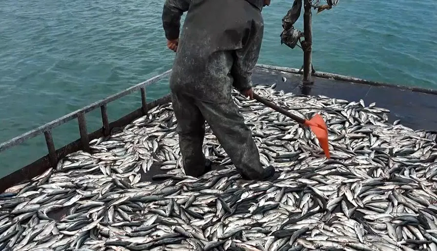 Van Gölü balıkçıları üç aylık aranın ardından ağlarını suya bıraktı