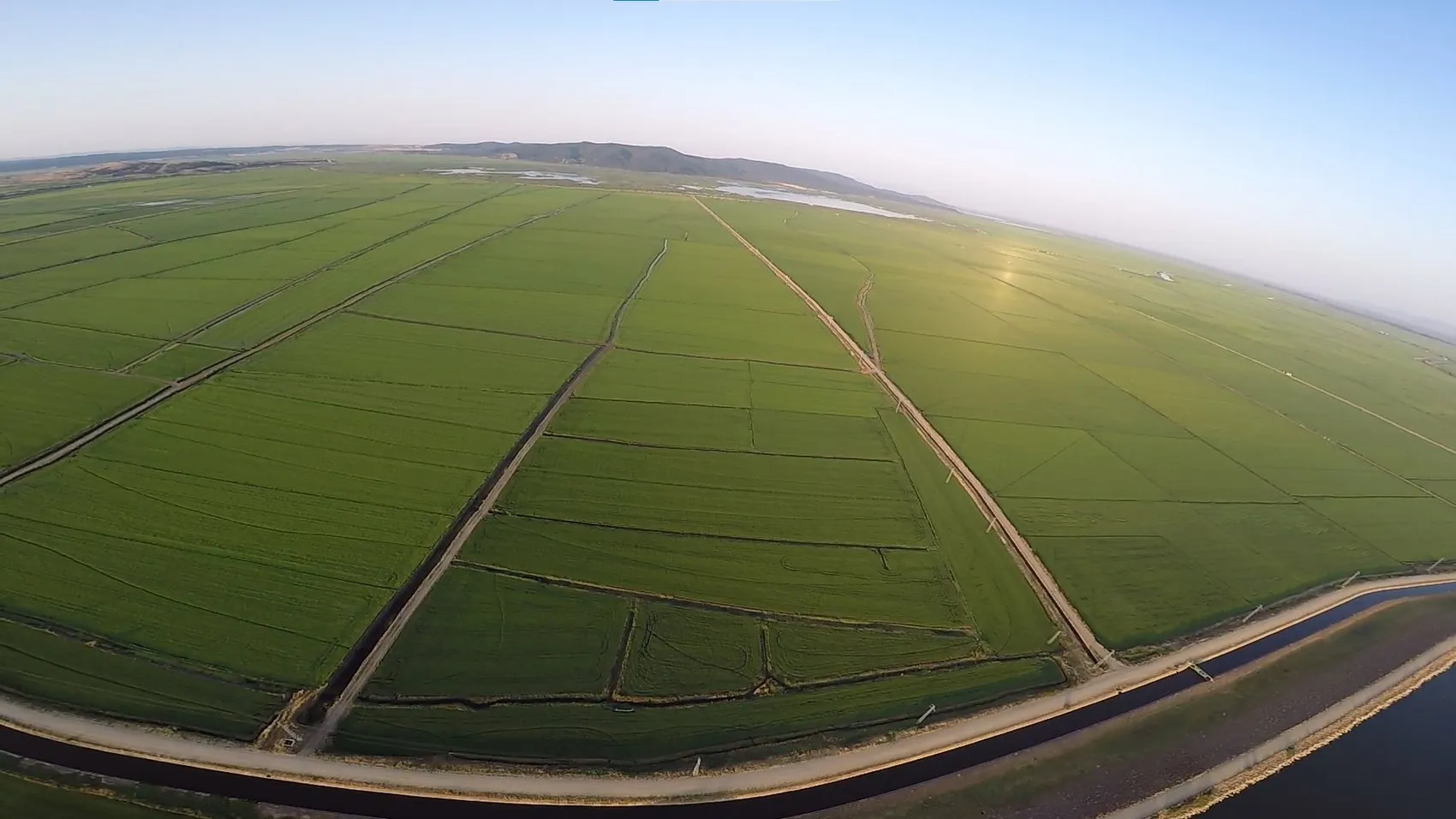 Edirne ovasında pirinç mesaisi yeşil bir tabloya dönüştü