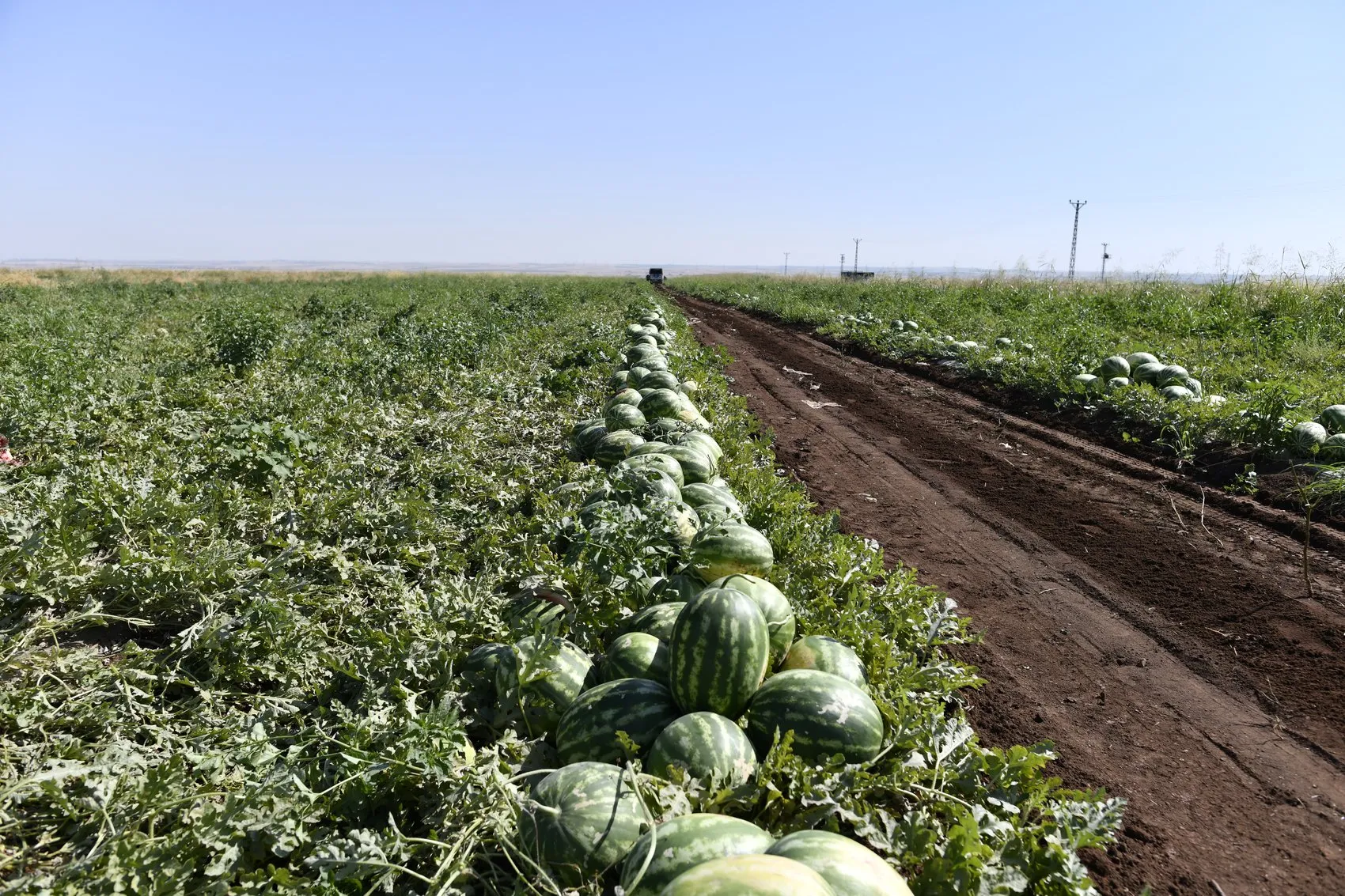 Diyarbakır karpuzunda hasat başladı ama çiftçinin yüzü gülmüyor