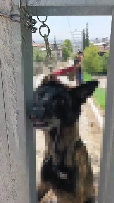 Hatay'da vahşet Evden çalınan köpek elektrik direğinde ölü bulundu