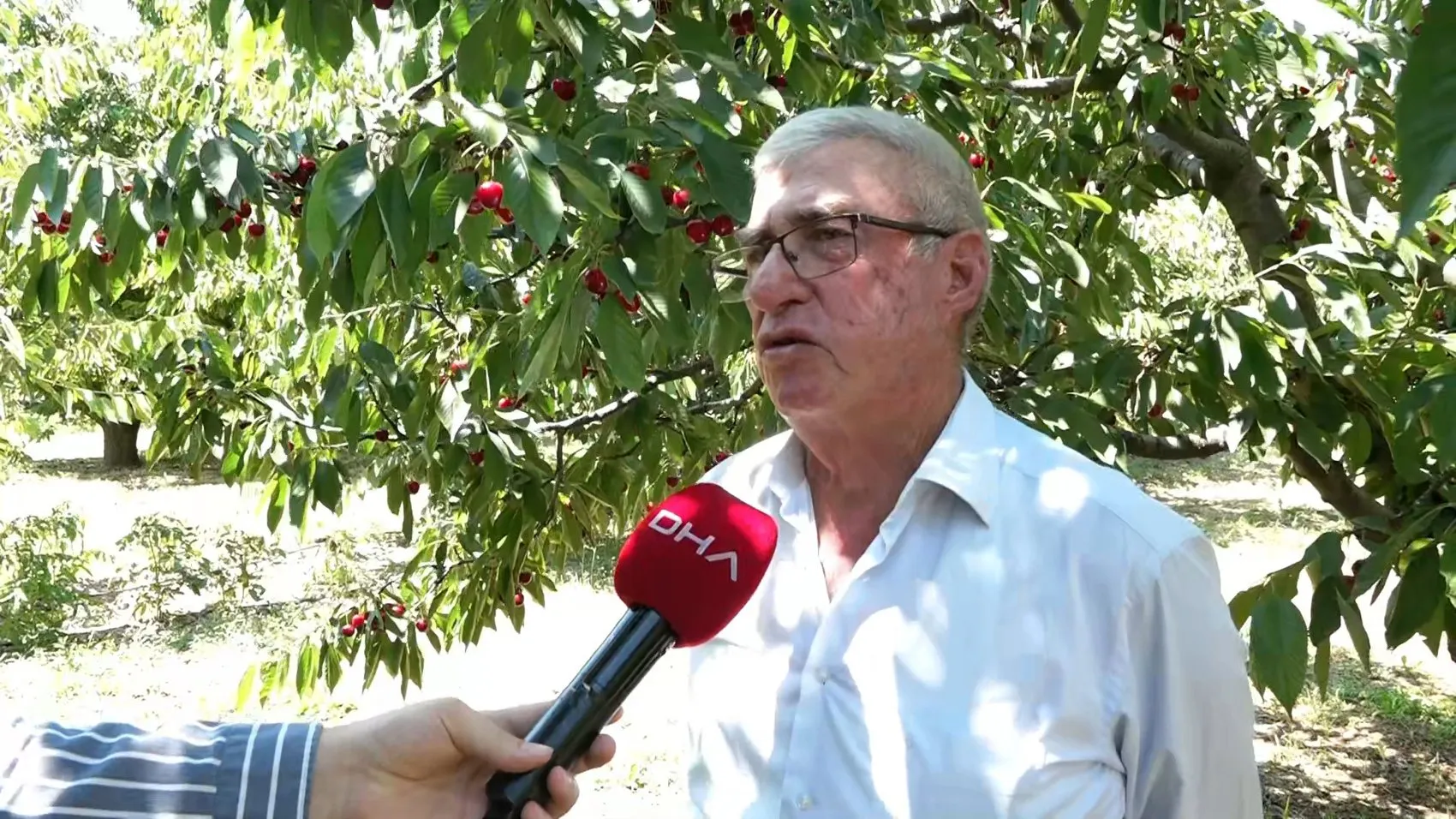 Sultandağı kirazında bolluk var ama üreticinin yüzü gülmüyor