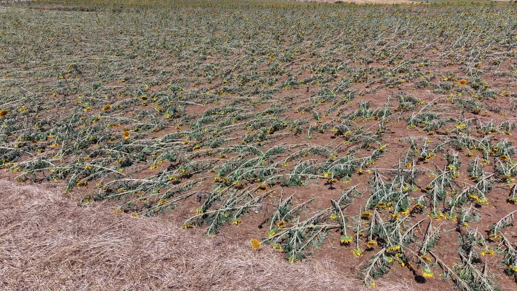 Tekirdağ'da dolu felaketi 35 bin dekar tarla zarar gördü