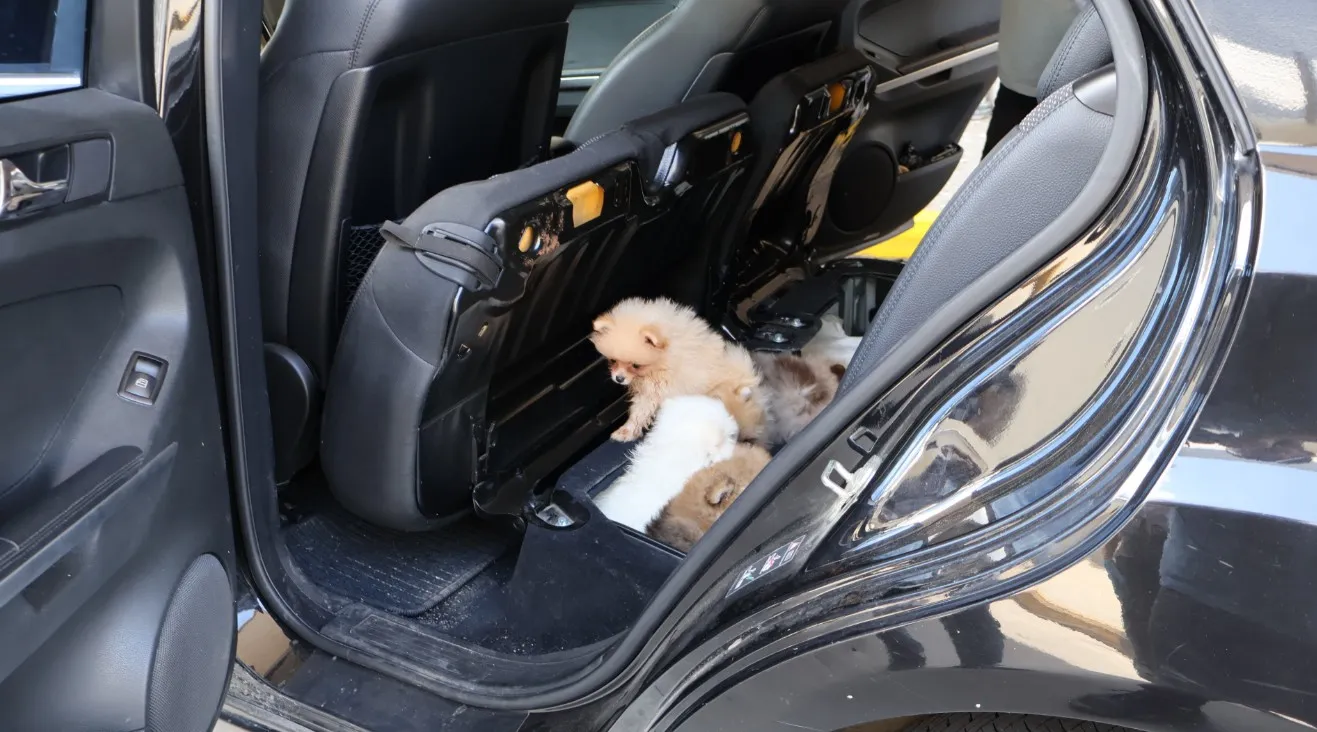 Kapıkule'de kaçak köpek operasyonu