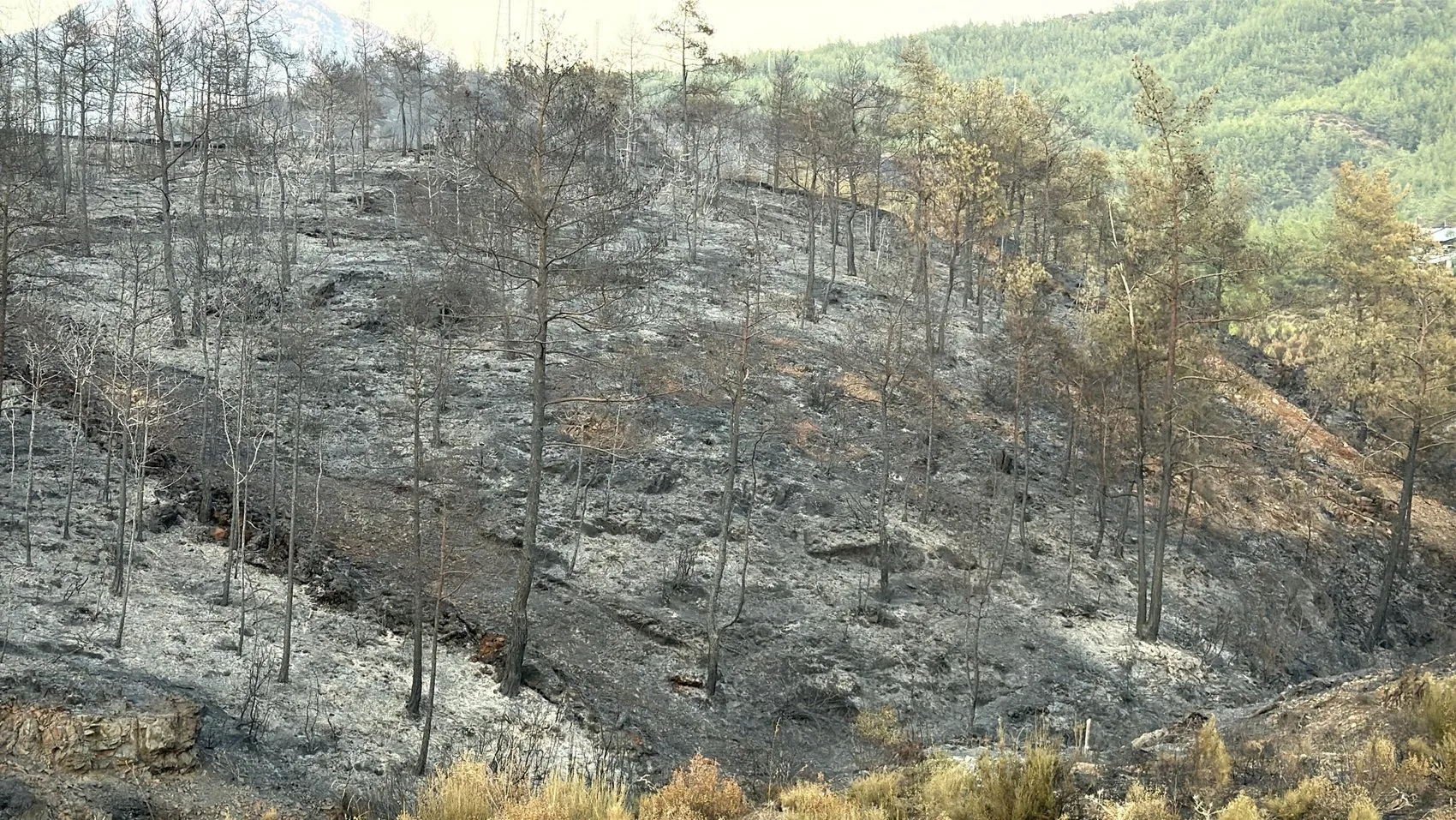 Muğla ormanları küle döndü 5 bin hektar alan yandı