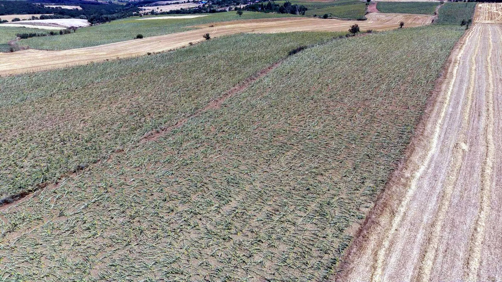 Tekirdağ'da dolu felaketi 35 bin dekar tarla zarar gördü
