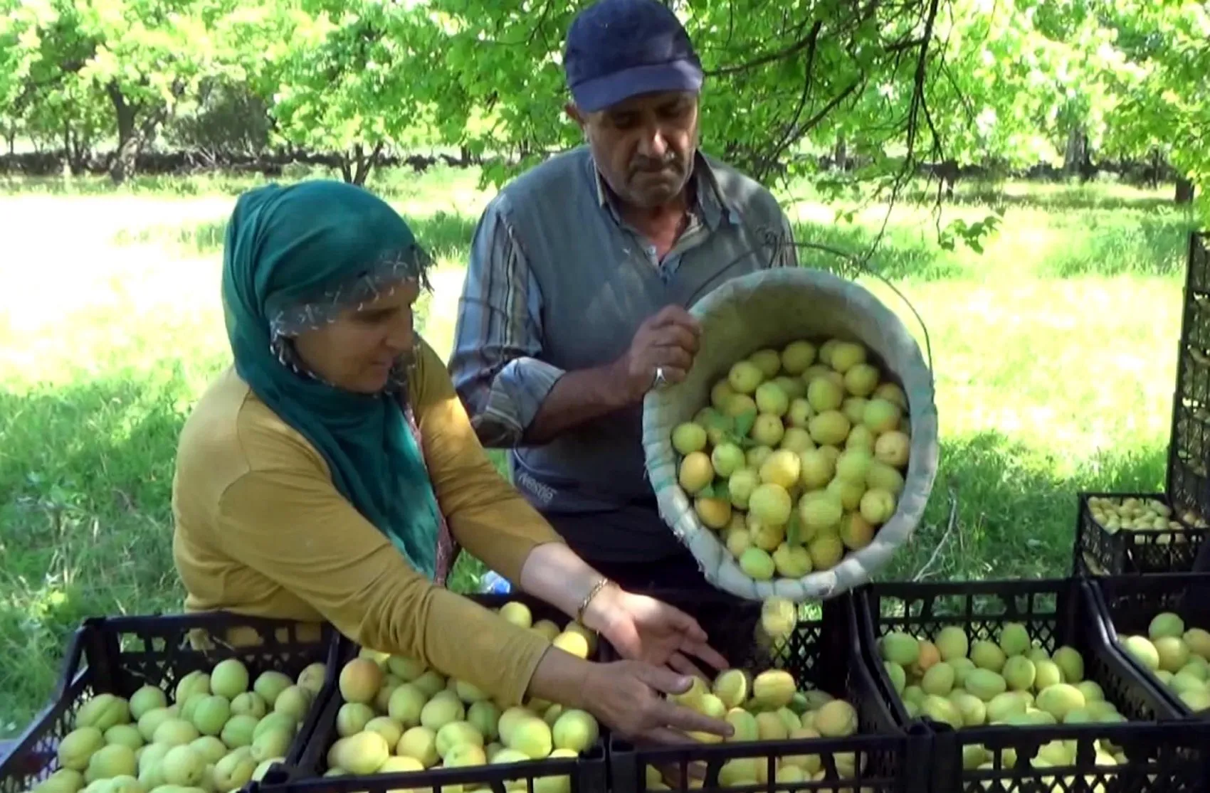 Iğdır kayısısında büyük kayıp Çiftçinin 40 milyon doları heba oldu