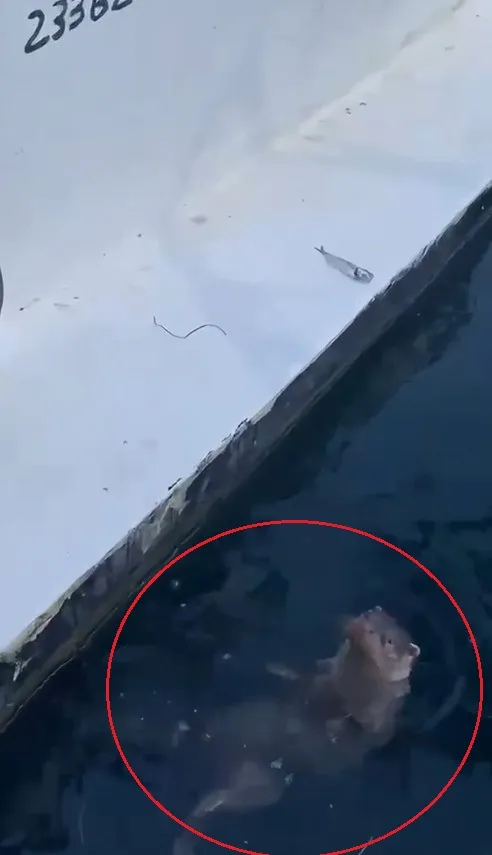Erdek Limanı’nda sürpriz ziyaretçi