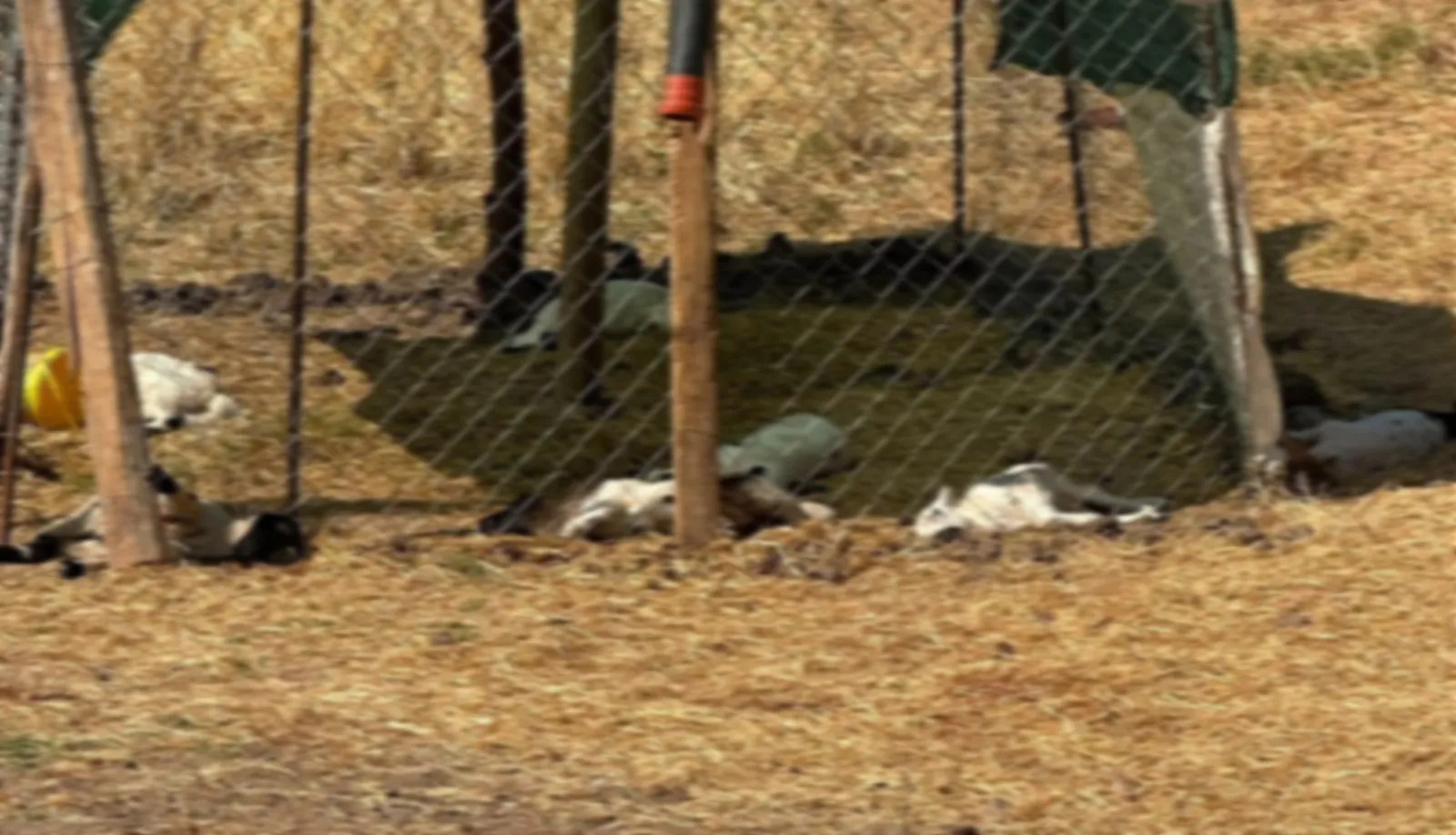 Bismil'de sahipsiz köpekler bir besicinin 15 kuzusunu öldürdü
