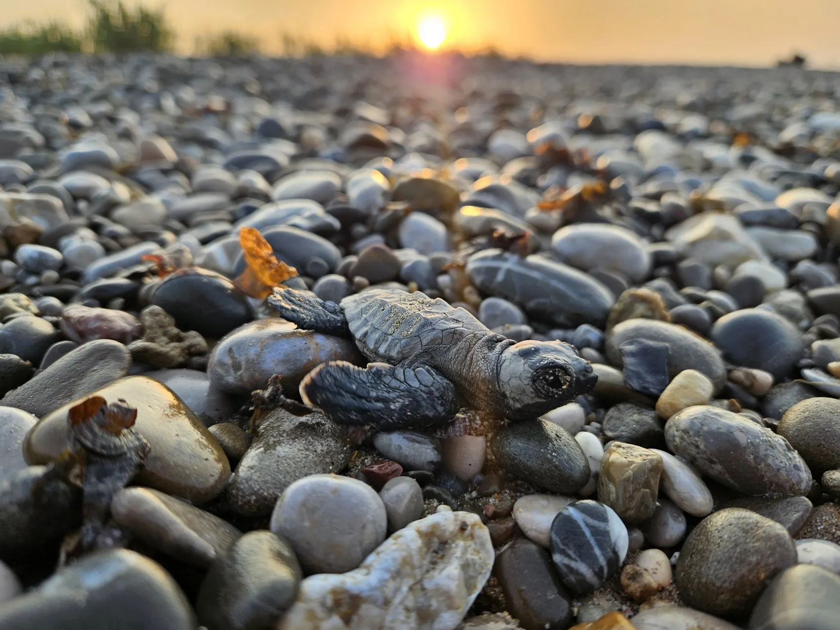 Belek sahillerinde caretta caretta yavruları denize ulaşıyor