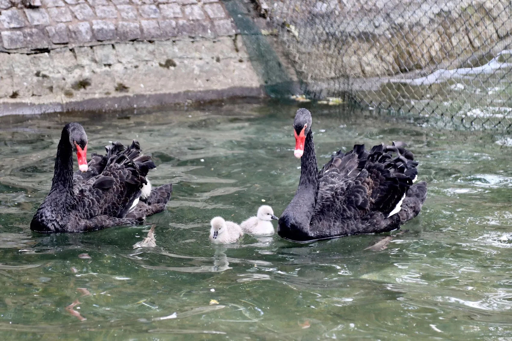 Ankara Kuğulu Park’ın yeni sakinleri görücüye çıktı