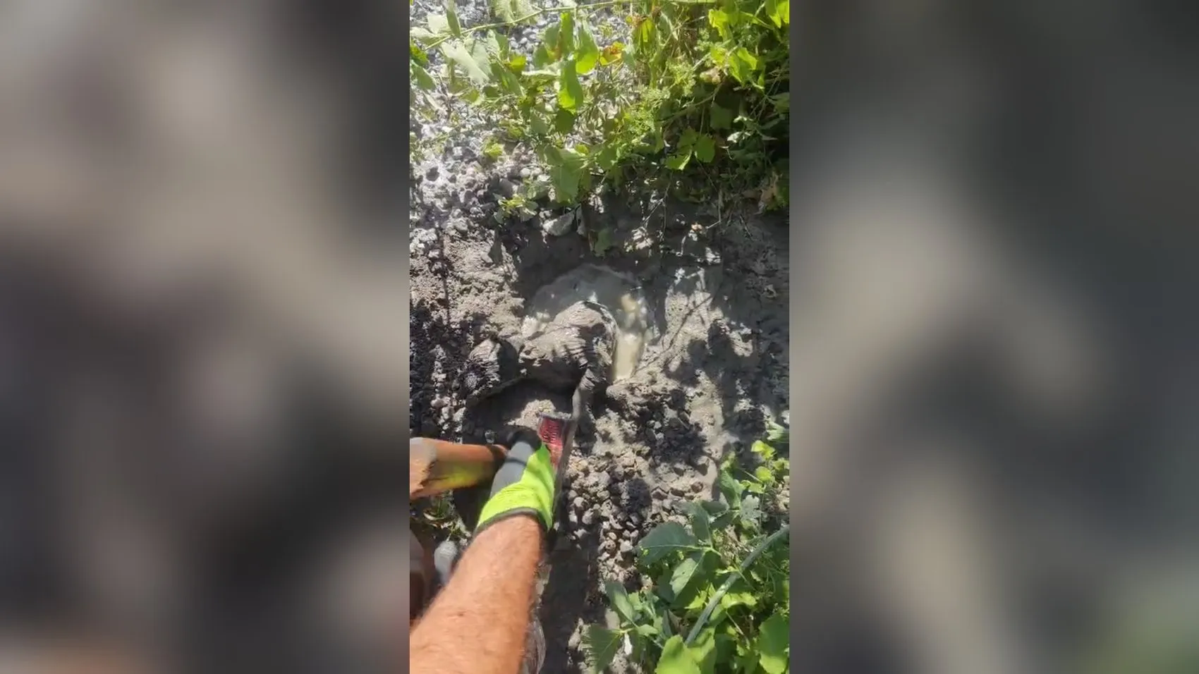 Malatya’da inşaat alanında betona gömülen köpek yavrusu son anda kurtarıldı