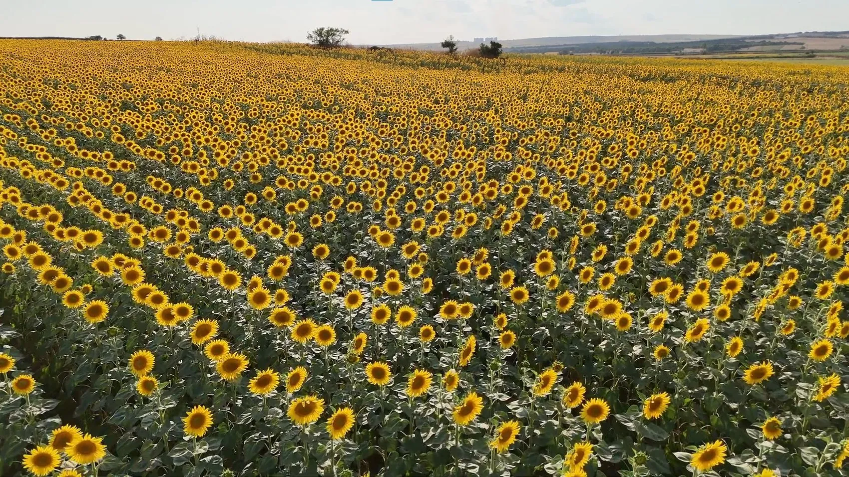 Trakya’nın altın sarısı tarlaları fotoğrafçıları ağırlıyor