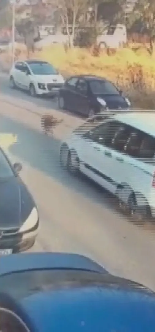 Silivri'de köpeklerin üzerine aracını süren sürücü cezaevine gönderildi