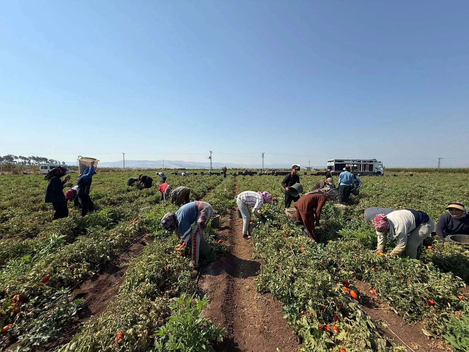 Amik Ovası'nda domates hasadı kavurucu sıcakta başladı