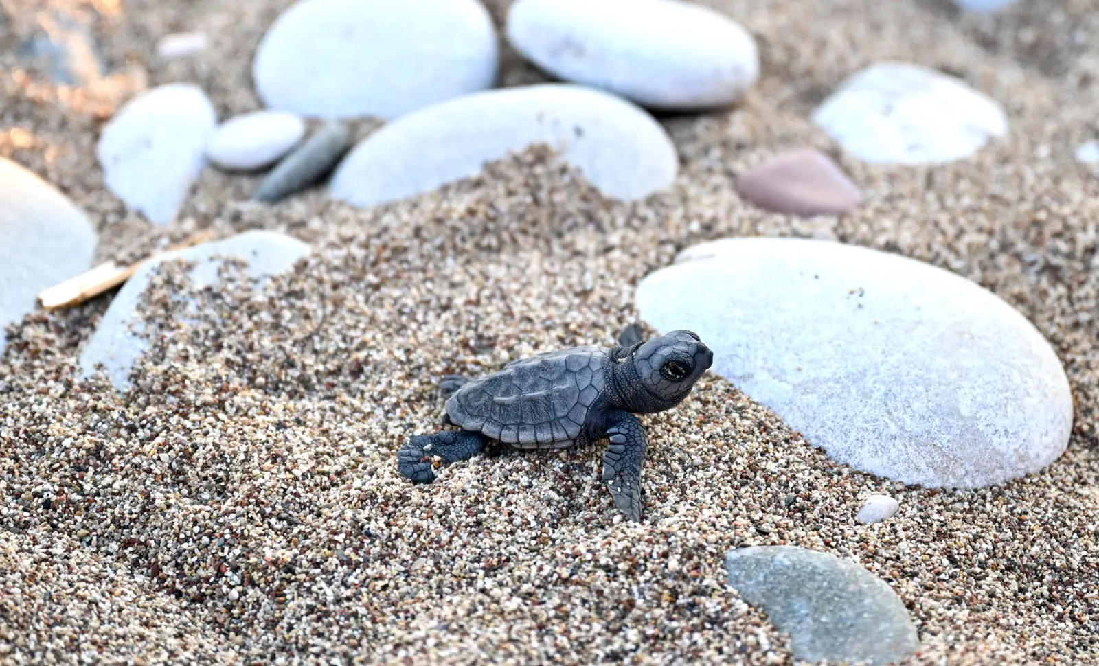 Çıralı sahili küçük caretta carettalara ev sahipliği yapıyor