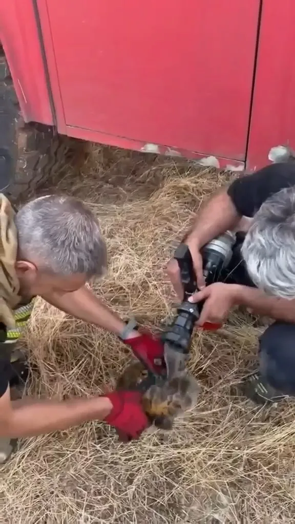Lice alevlerine müdahale eden ekipler bir kaplumbağayı kurtardı