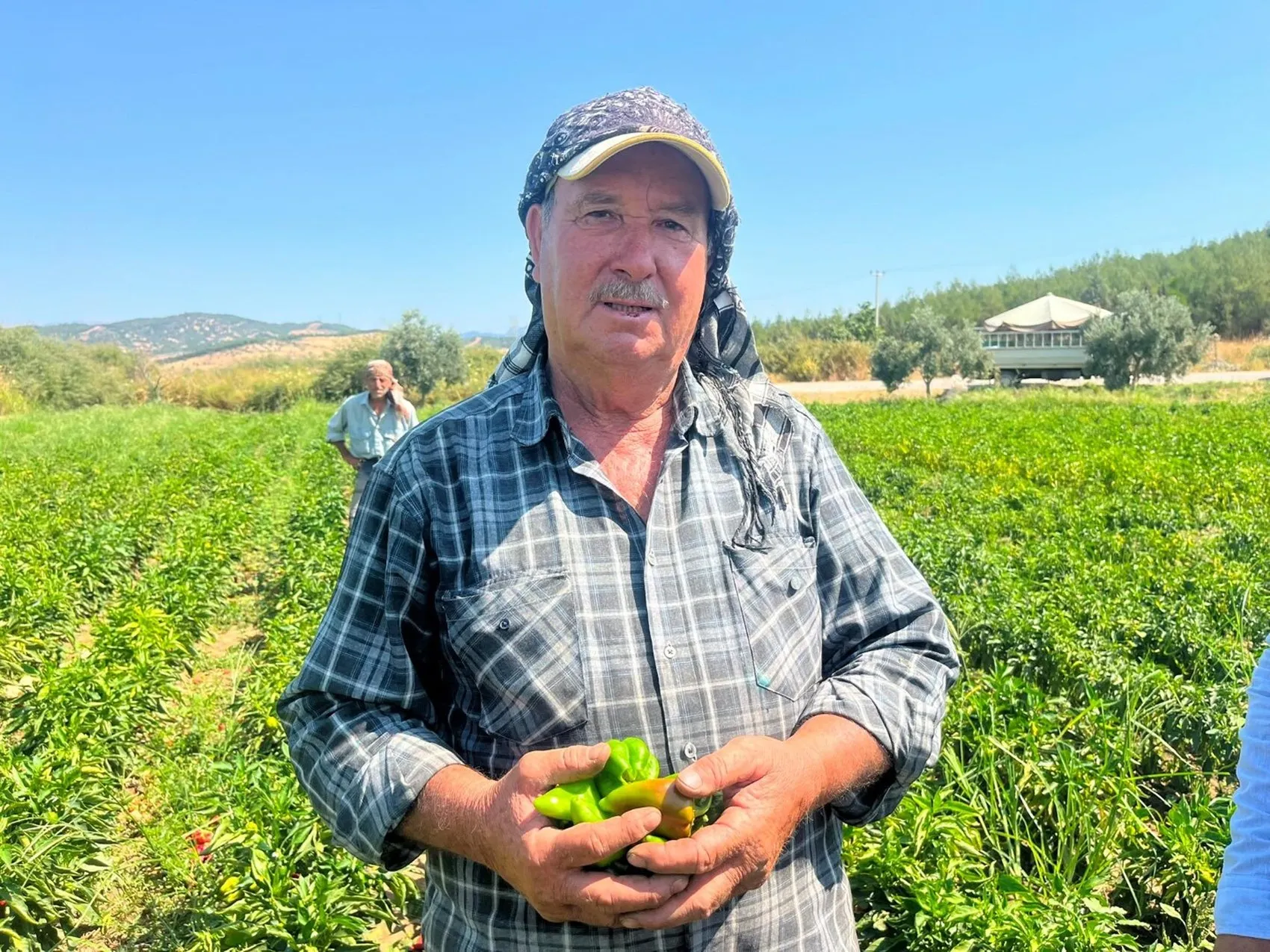 İzmir’in tescilli acısı Arslanlar biberi tezgahlara indi