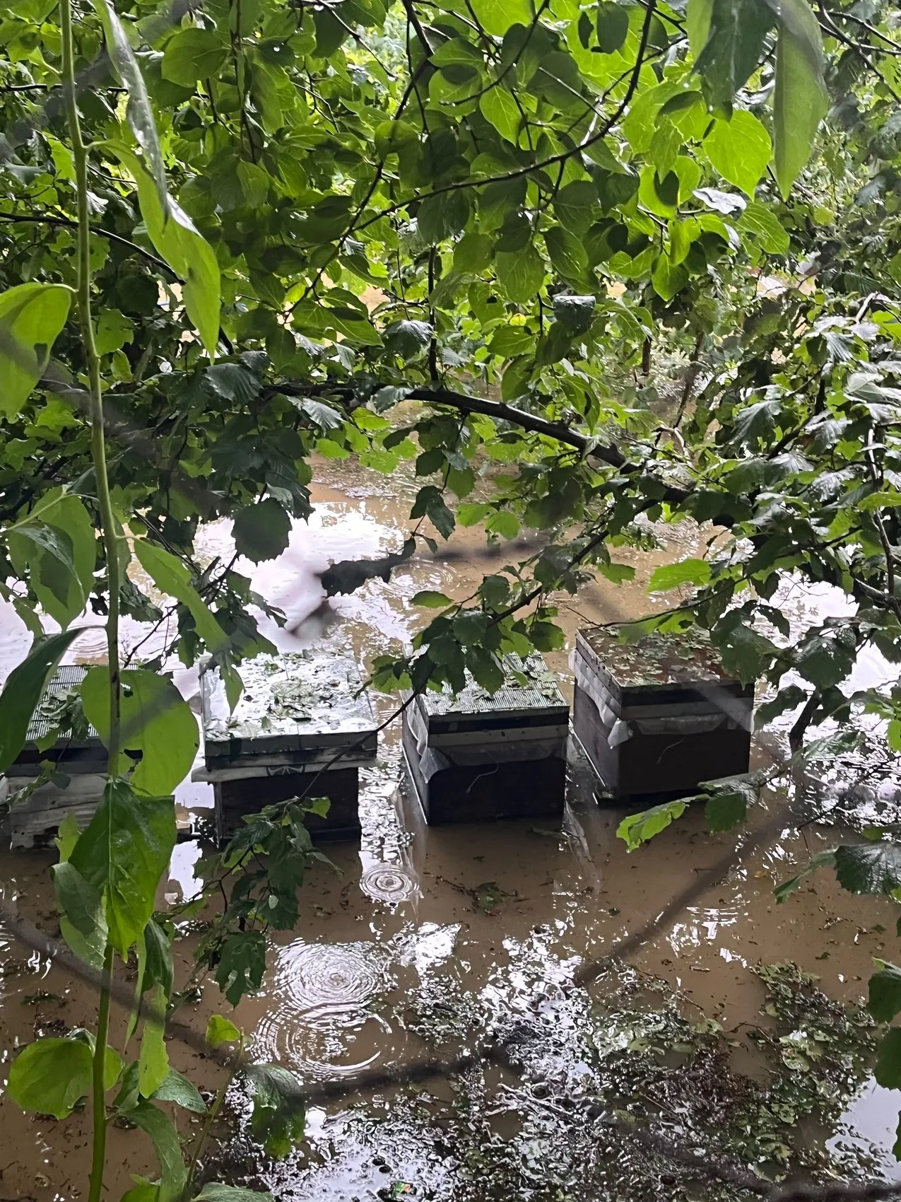 Kastamonu’da sel felaketi arıcıları vurdu
