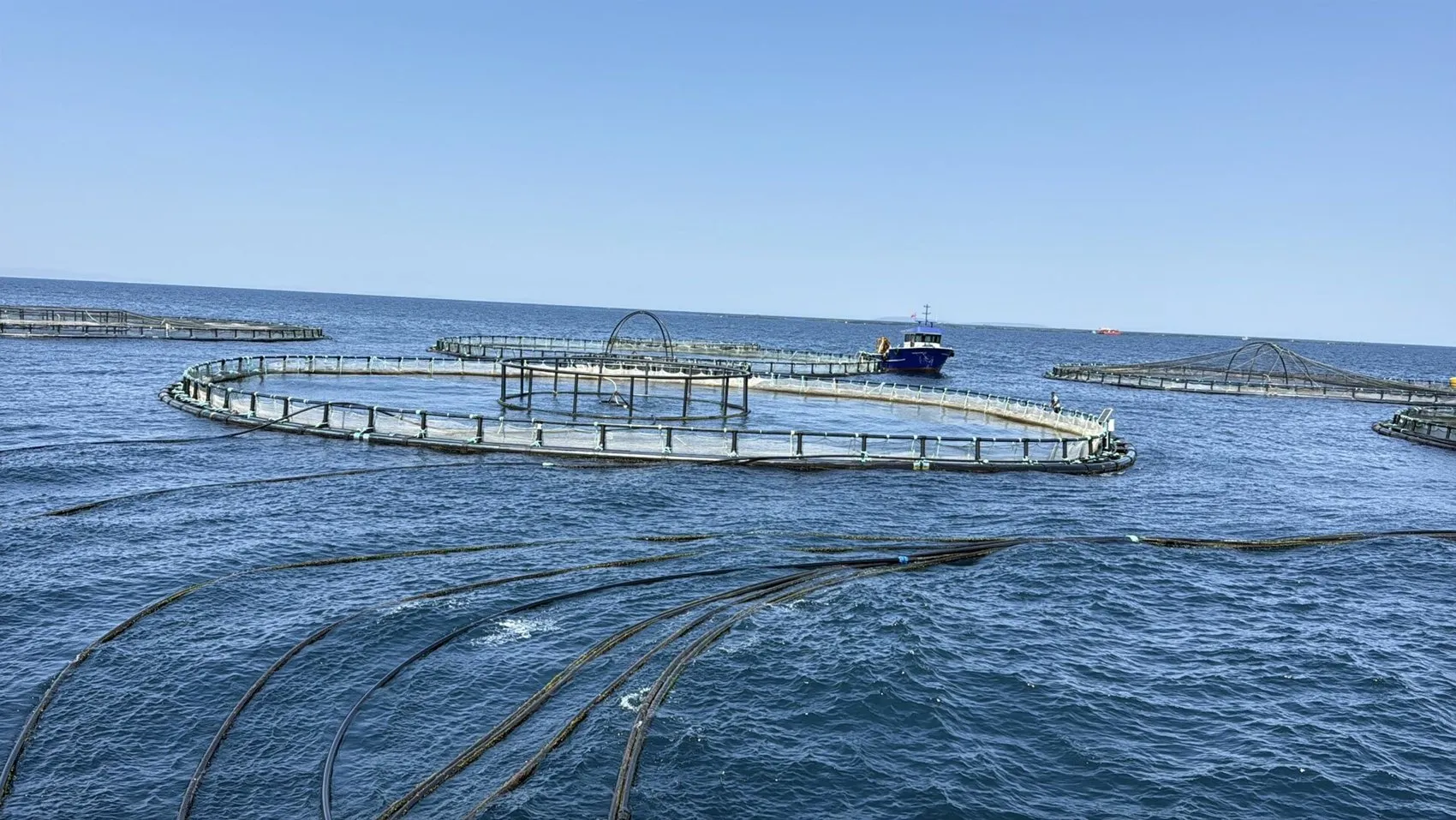 Muğla balık ihracatında vites yükseltiyor