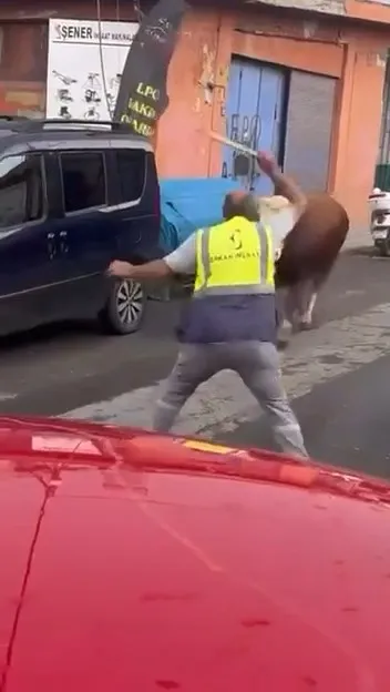 Ümraniye sanayisinde boğa paniği