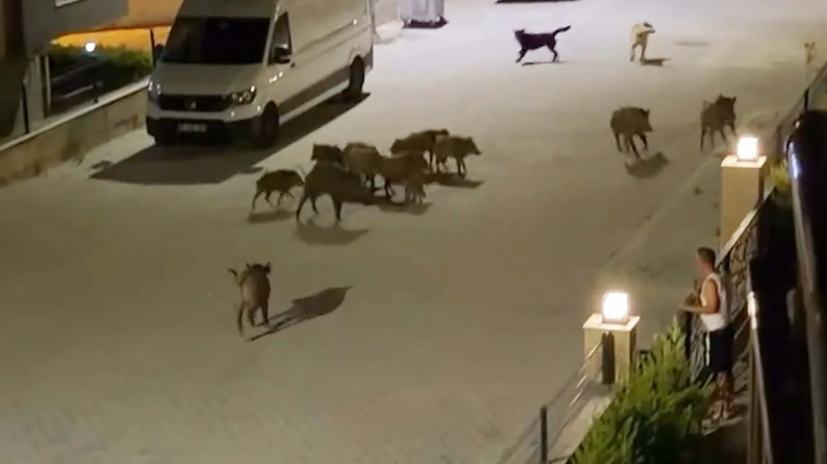 Kuşadası sokaklarında köpek sürüsü yavru domuza saldırdı