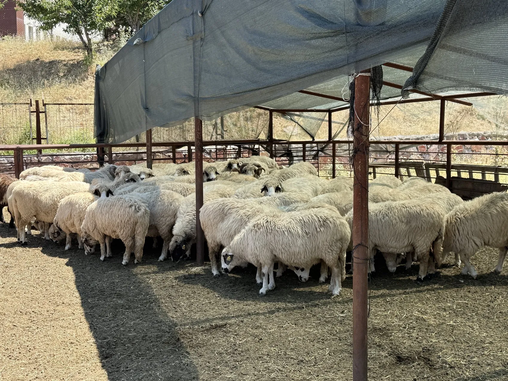 Tokat'ın meşhur Karayaka koyunu üniversitede güvence altına alındı