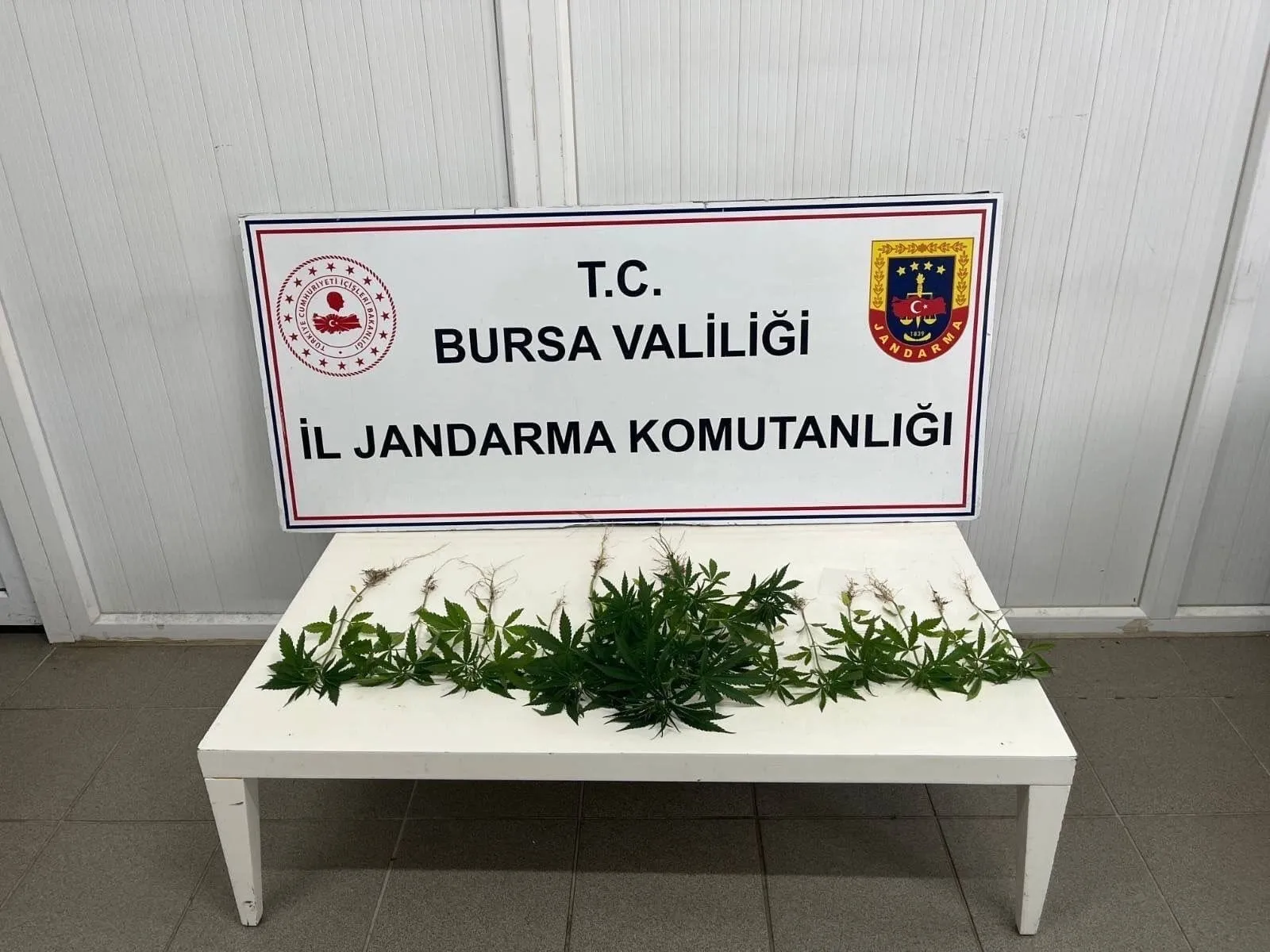 Bursa jandarmasından üç ilçede eş zamanlı uyuşturucu baskını