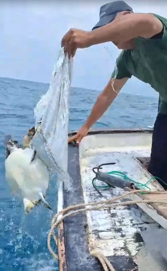 Samandağ açıklarında oltaya takılan caretta carettaya balıkçı eli değdi