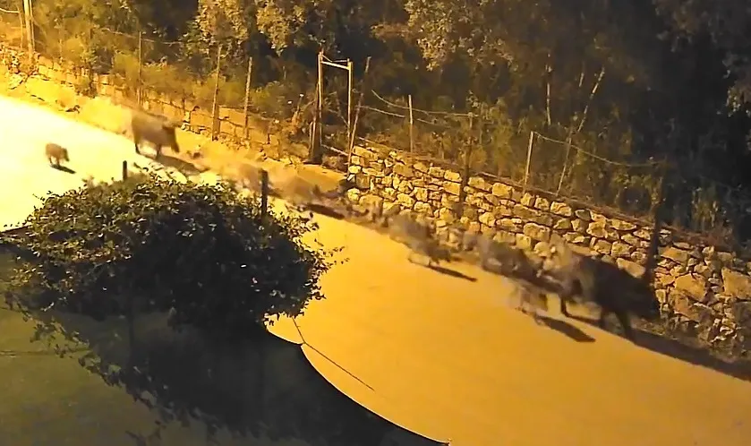 Bursa'nın merkezinde gece vakti domuz sürüsü paniği