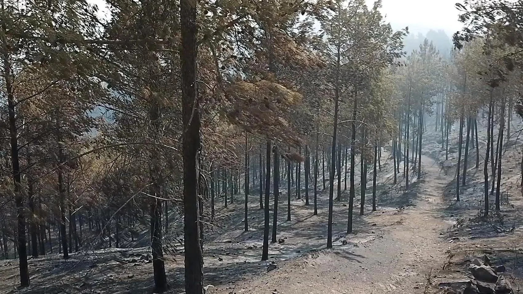 Seydikemer yangınında kül olan ormanlar havadan görüntülendi