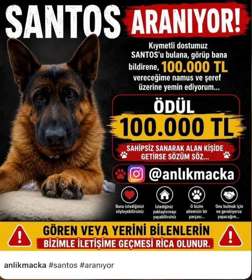 Trabzon'da kayıp köpeğini bulana 100 bin lira ödül verecek