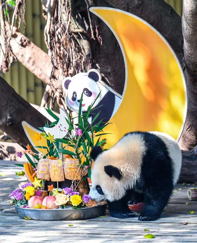 Panda Wang Shu ilk yaşını dev bir pasta ile kutladı