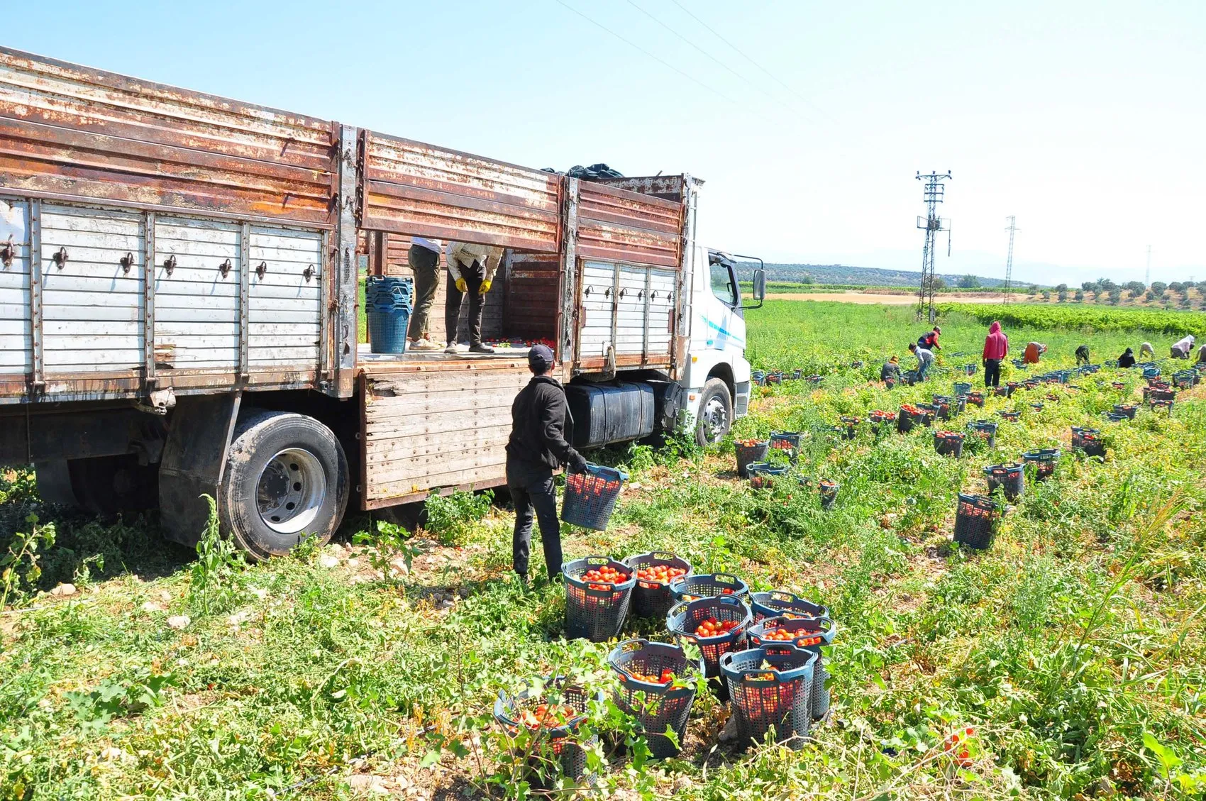 Manisa domates tarlalarında hasat mesaisi başladı