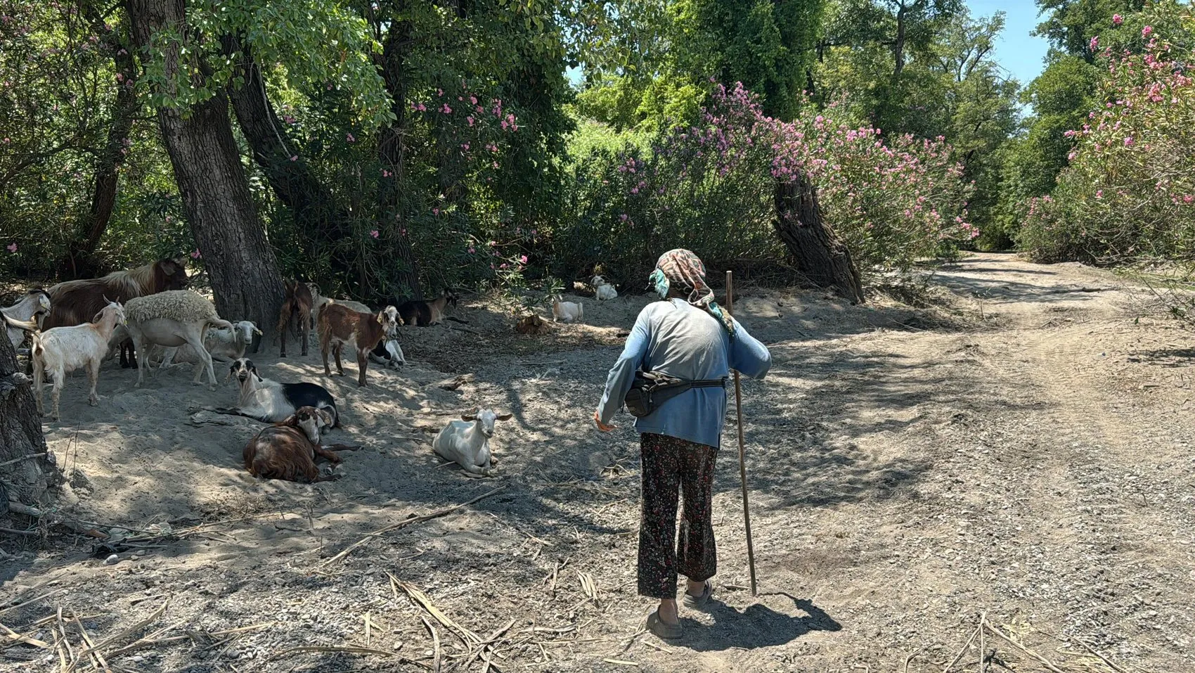 Muğla’da 90 yaşında bir kadın her gün sürüsüyle meraya çıkıyor