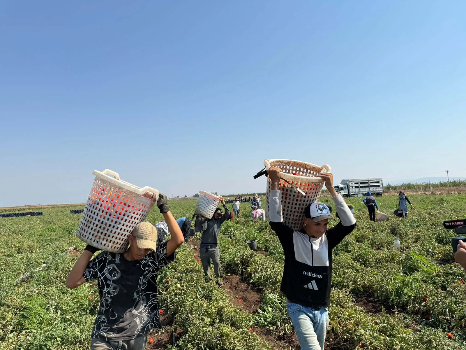 Amik Ovası'nda domates hasadı kavurucu sıcakta başladı