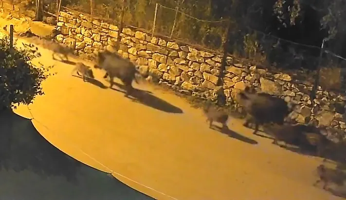 Bursa'nın merkezinde gece vakti domuz sürüsü paniği