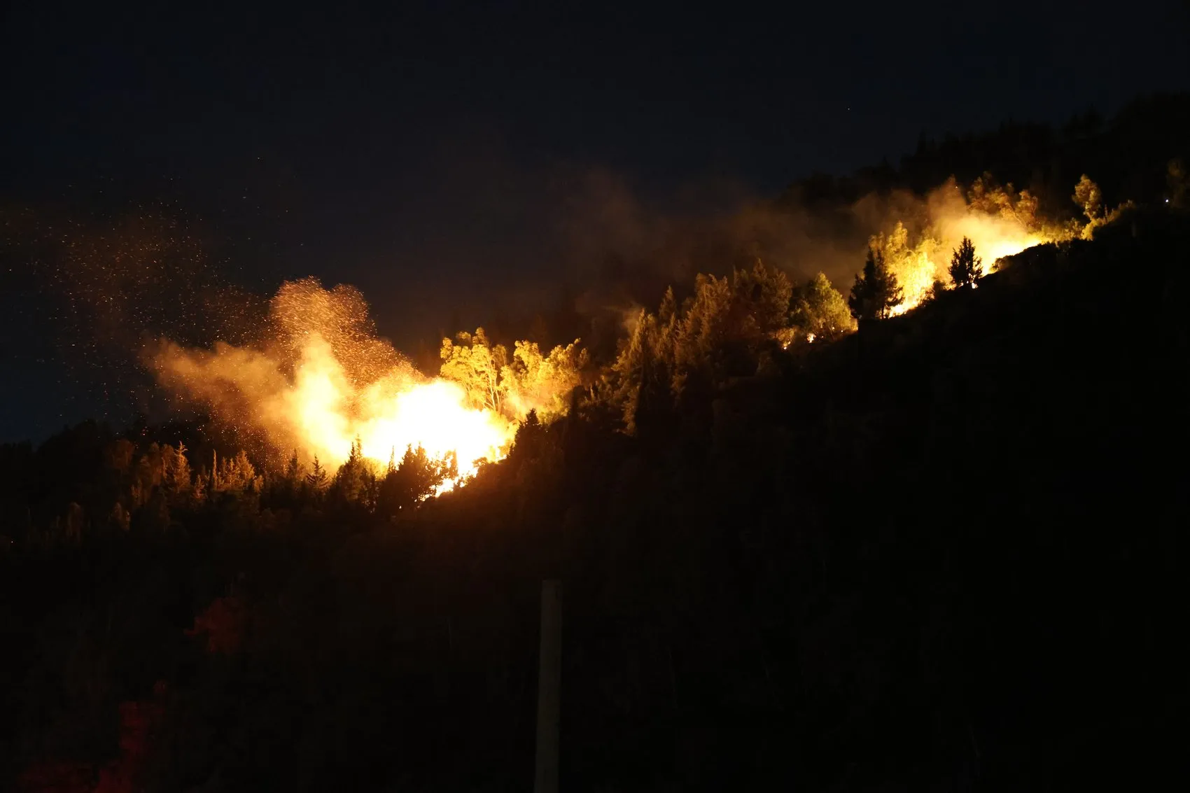 İzmir Bornova'da orman yangını paniği