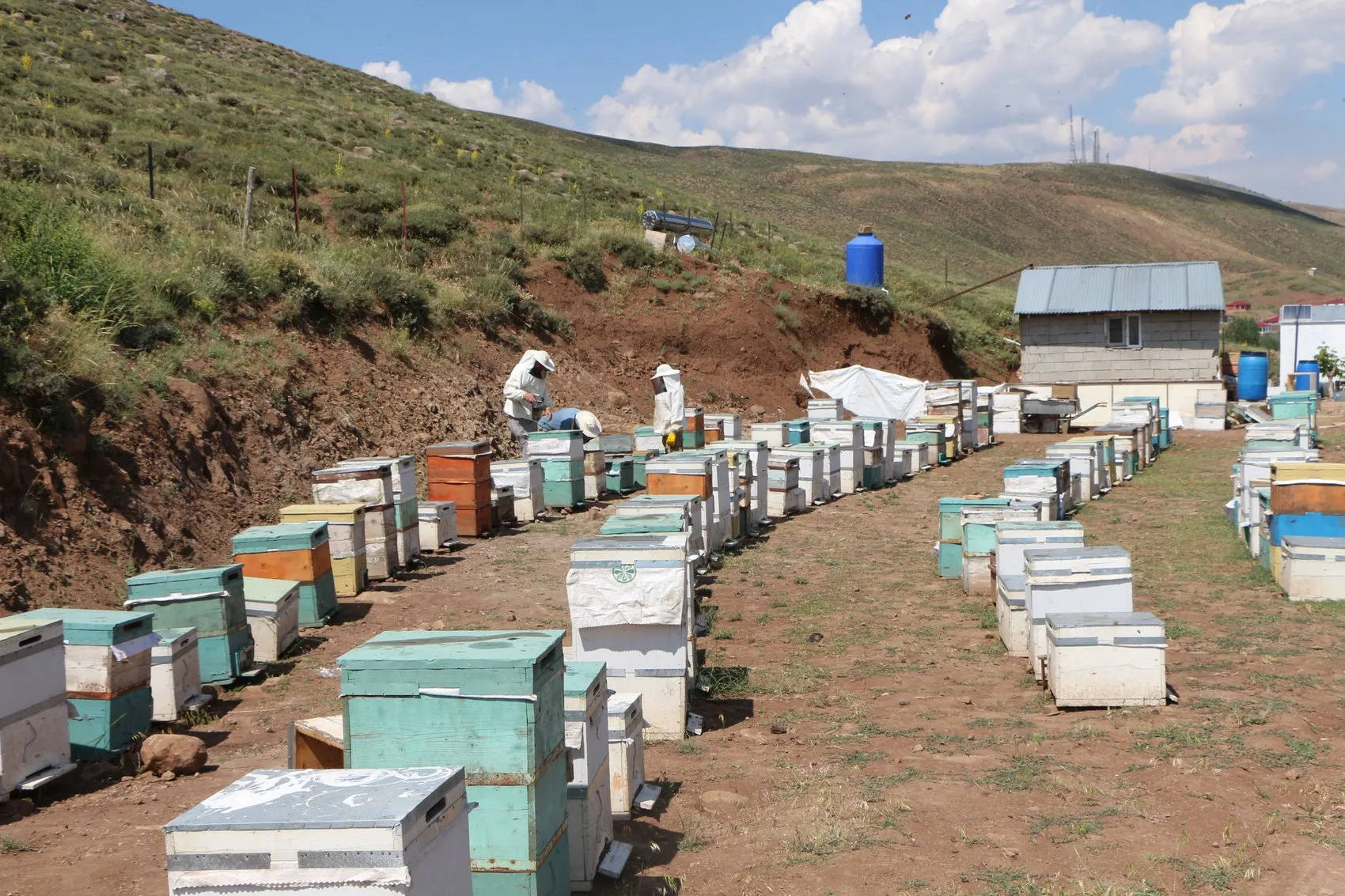 Bingöl Karlıova’da arıcılar yılın en kaliteli bal hasadı için hazırlanıyor
