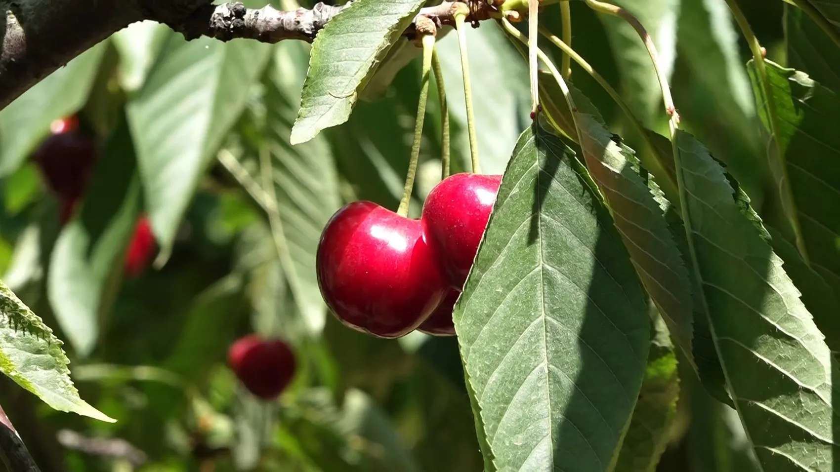 Sultandağı kirazında bolluk var ama üreticinin yüzü gülmüyor