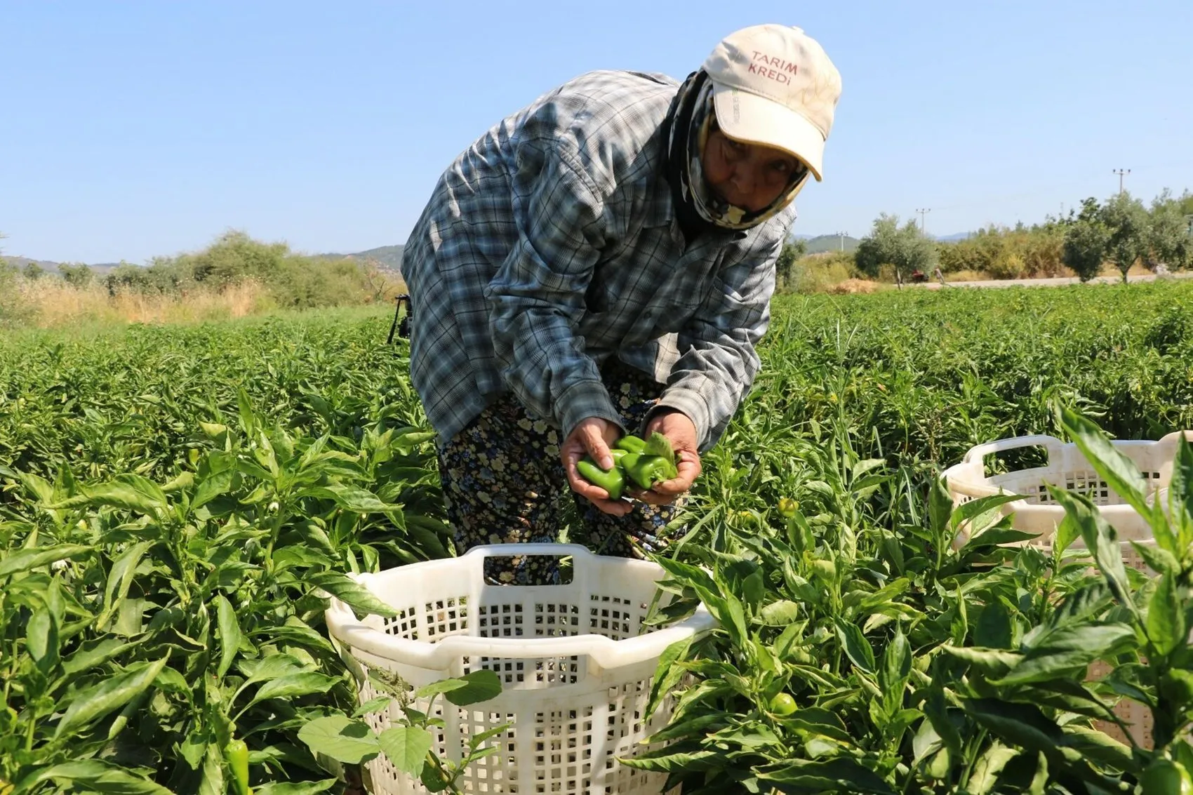 İzmir’in tescilli acısı Arslanlar biberi tezgahlara indi