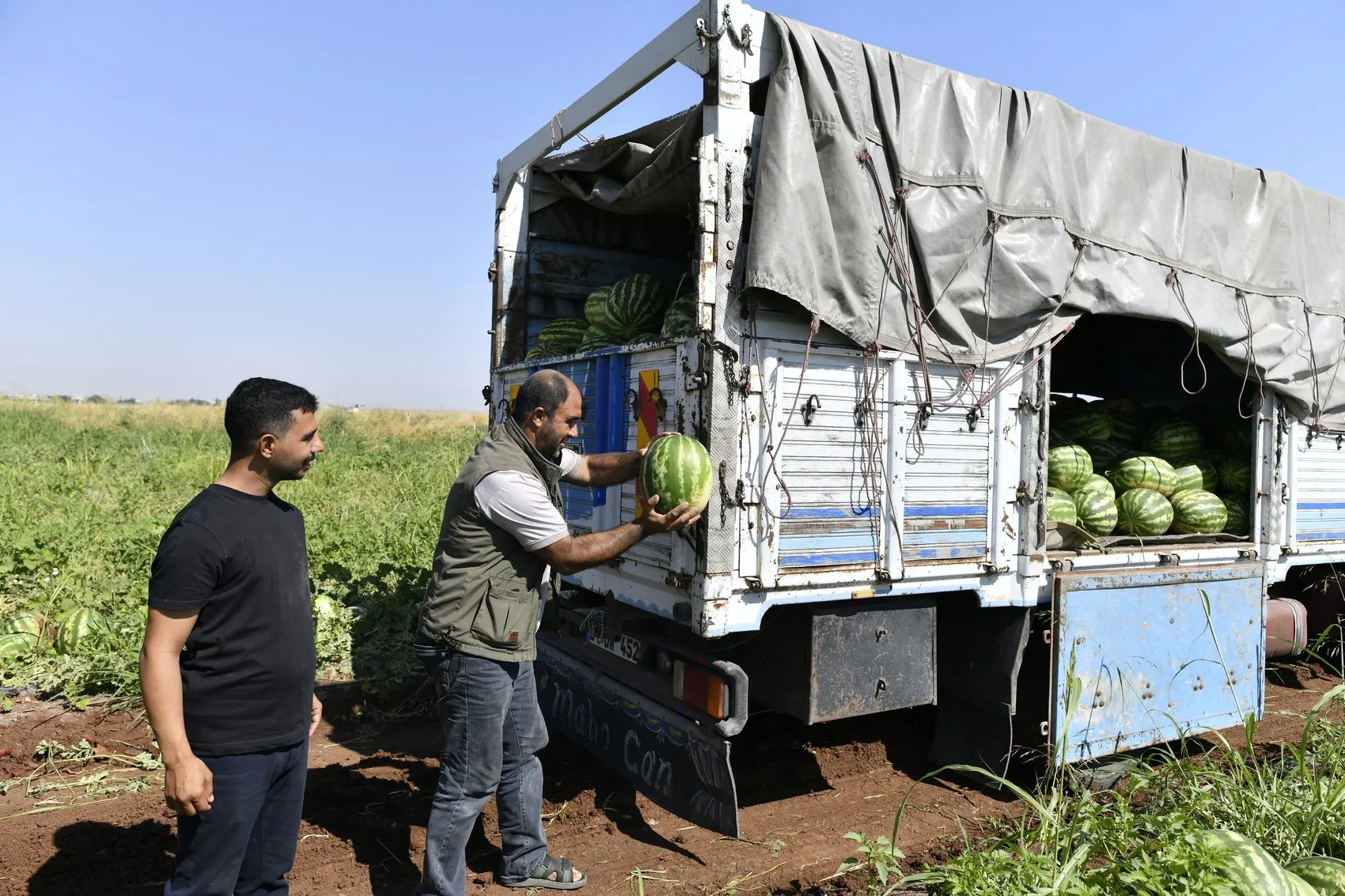 Diyarbakır karpuzunda hasat başladı ama çiftçinin yüzü gülmüyor