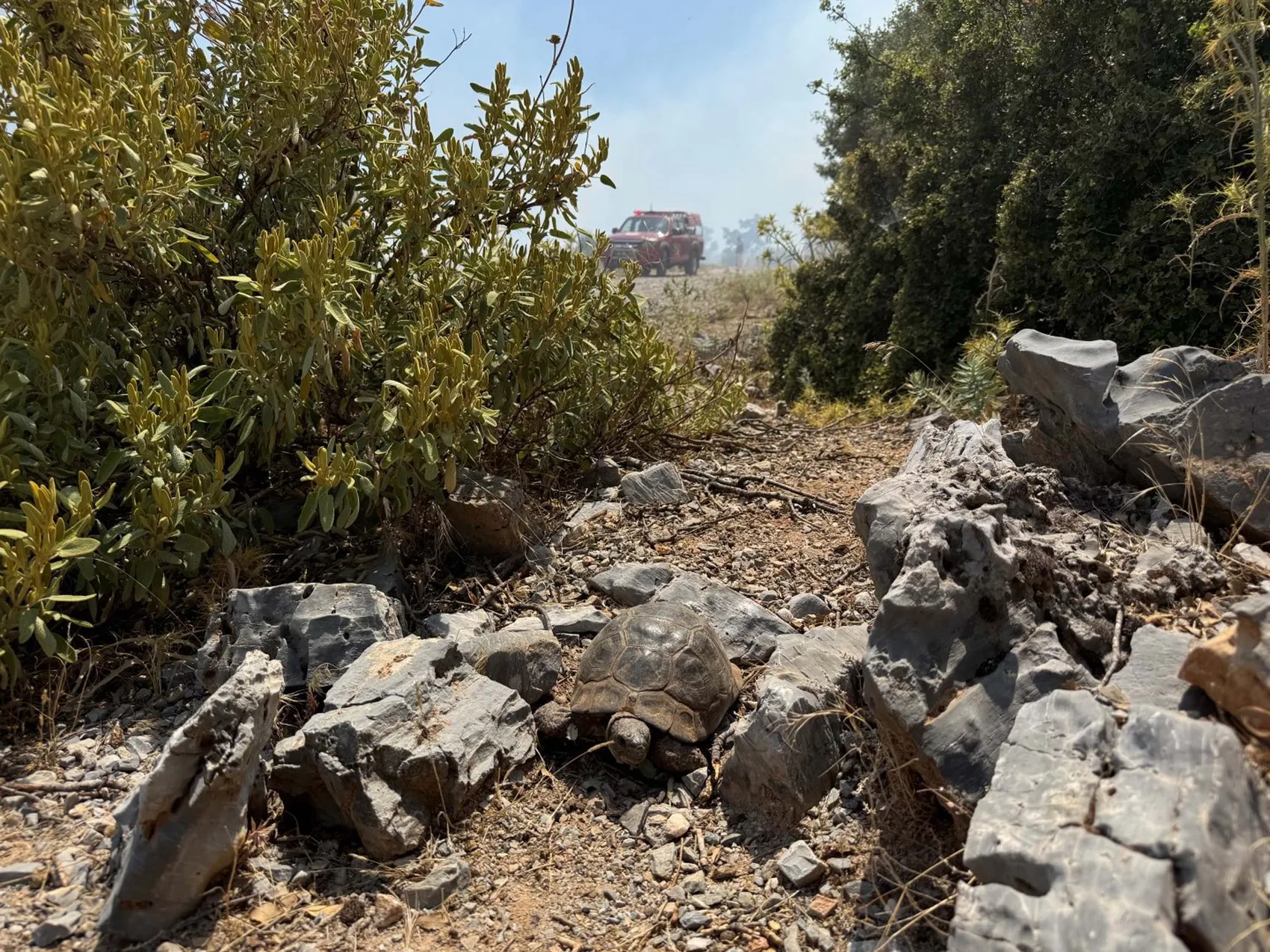Muğla’daki yangında iki dönüm alan küle döndü