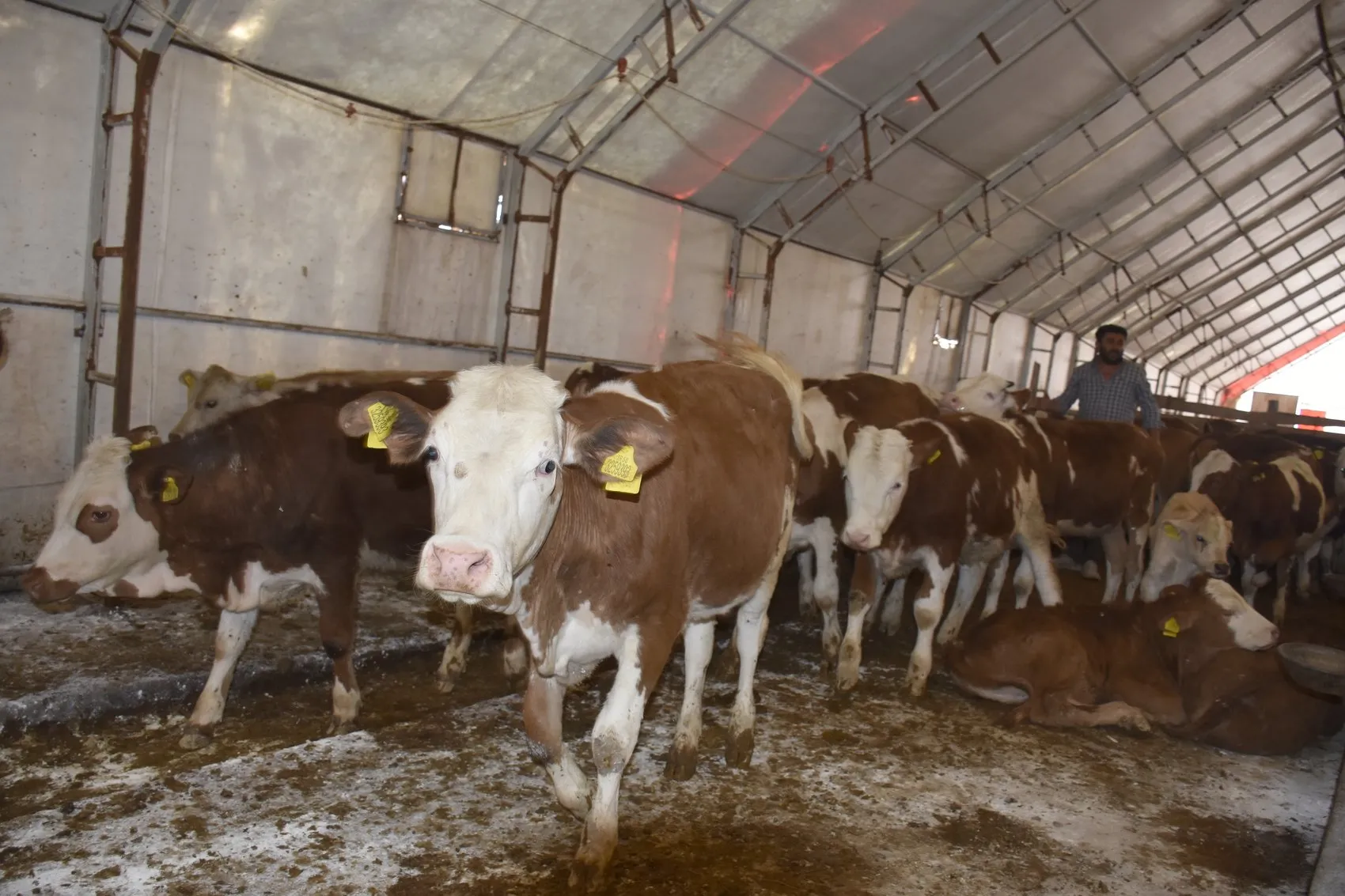 Sivas'ta mangal kömürü dumanı hayvancılığı bitirdi